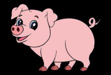 Svinjske polovice “bježe” cestom