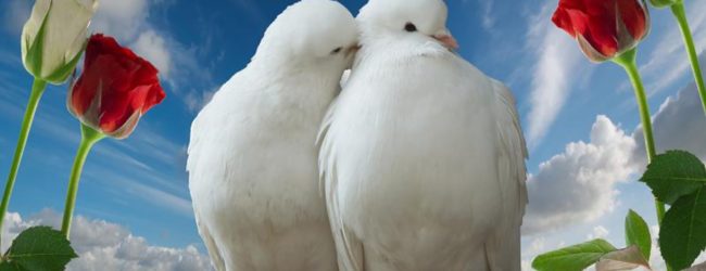 PRIČA O DVA “BELA” GOLUBA