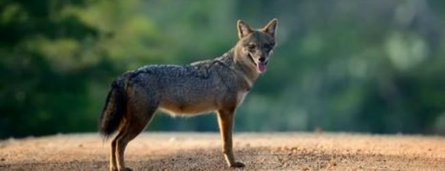 Milijun kuna za smanjenje brojnog stanja lisica i čagljeva