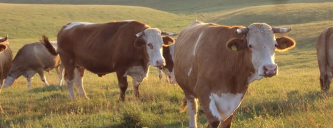 Javni poziv za zakup šumskog zemljišta – prednost lokalnim stočarima
