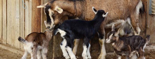 Javni poziv za potpore za unaprjeđenje proizvodnog potencijala u sektoru mesnog govedarstva