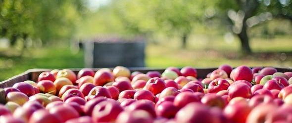 Četverodnevna radionica o preradi i doradi voća
