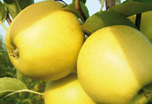 Natječaj za financiranje rada proizvođačkih organizacija otvoren do 19. studenog