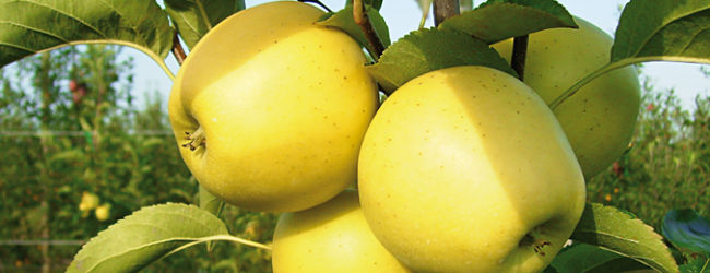 Natječaj za financiranje rada proizvođačkih organizacija otvoren do 19. studenog