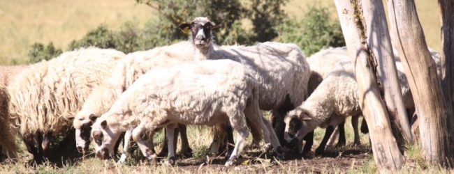 Lička janjetina 20-ti hrvatski proizvod registriran na EU razini