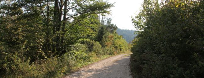 Ulaganje u šumsku infrastrukturu – Podmjera 4.3.