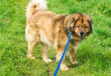 Grad Otočac sufinancira čipiranje pasa, sterilizaciju i kastraciju pasa i mačaka