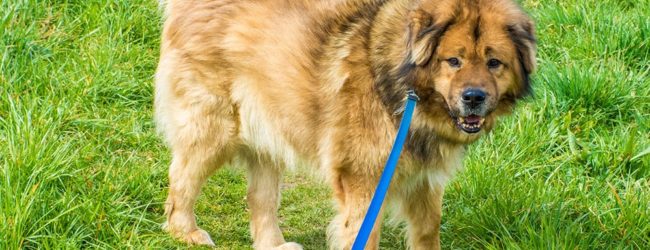 Grad Otočac sufinancira čipiranje pasa, sterilizaciju i kastraciju pasa i mačaka