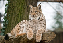 Predavanje: Zašto ris?