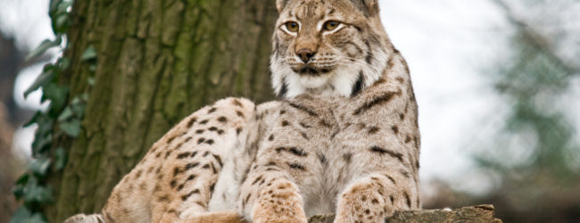 Predavanje: Zašto ris?