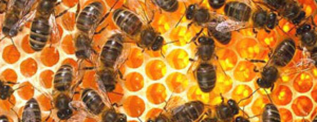 Potpore pčelarima za saniranje šteta uzrokovanih pomorom pčelinjih zajednica