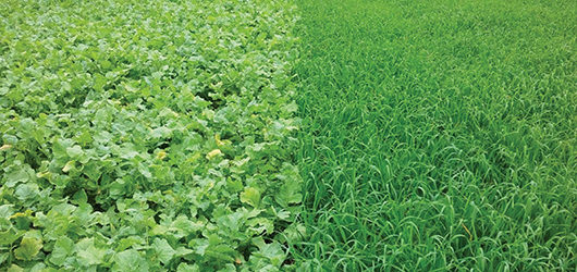 Produžen rok za podnošenje zahtjeva za isplatu za osiguranje usjeva, životinja i biljaka