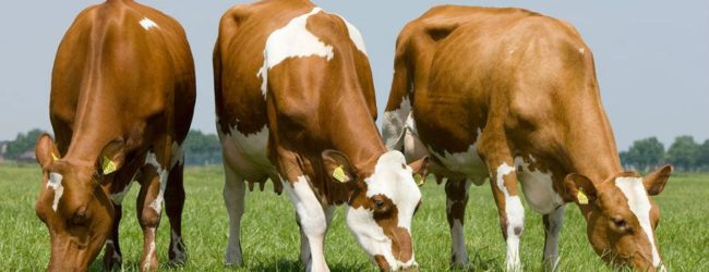 Isplaćene potpore za kupnju steonih junica za 2019. godinu