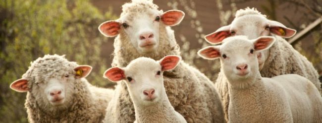 Otvoreno podnošenje zahtjeva za Potporu za unaprjeđenje uzgoja ovaca i koza za 2022. godinu