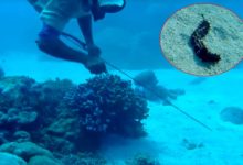 Izlovio 180 kilograma morskih trpova