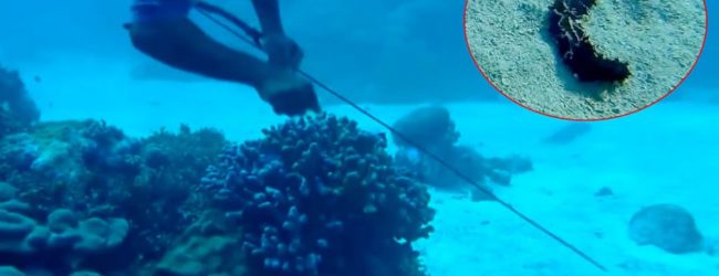 Izlovio 180 kilograma morskih trpova