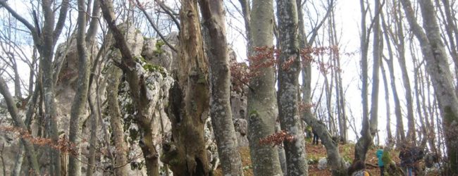 Povodom Dana međunarodnog priznanja RH udruga Baštinica organizira rekreativnu šetnju-uspon na vrh Stari Brinj