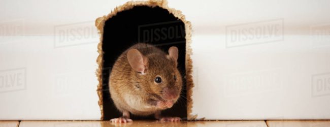 Gdje su nestali otočki borci protiv zločina?