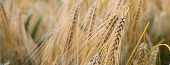 Radionice za potencijalne korisnike mjere 4.2: “Potpora za ulaganja u preradu, marketing i/ili razvoj poljoprivrednih proizvoda”