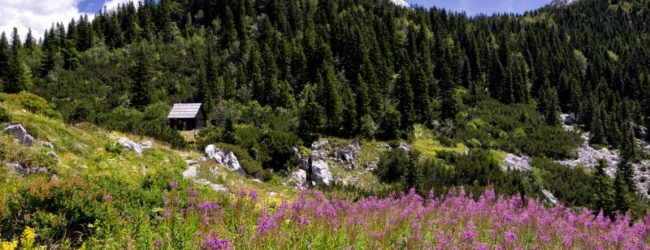 Novo radno vrijeme Babić Siče