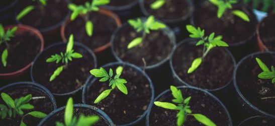 Isplata potpore poljoprivrednicima u sektoru biljne proizvodnje
