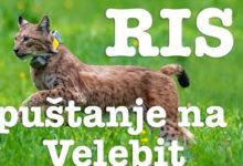 Novi stanovnik Velebita – RIS PINO