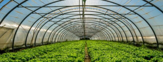 Objavljen  natječaj za ulaganja u proizvodnju povrća u plasteniku