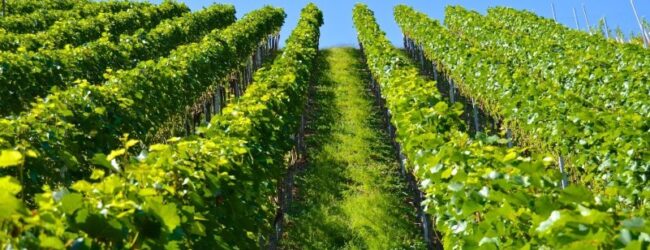 Uskoro novi natječaj za restrukturiranje i konverziju vinograda