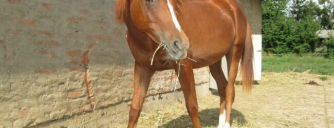 Osnivanje konjogojske udruge u Otočcu