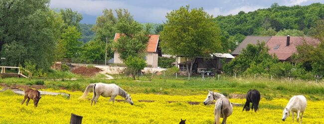 Otočki srednjoškolci u posjetu obiteljskom poslu Damira i Tamare Jurković