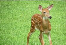 Apel Lovačke udruge “Gacka”: Oprez prilikom košnje trave – čuvajte divljač