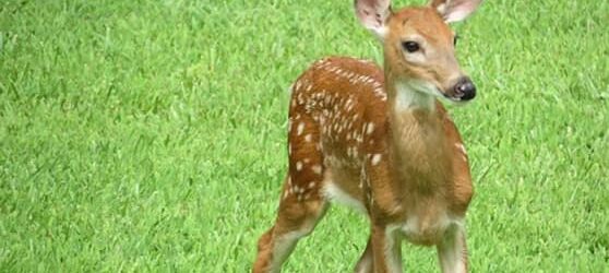 Apel Lovačke udruge “Gacka”: Oprez prilikom košnje trave – čuvajte divljač