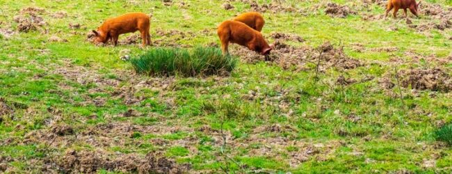 4 milijuna kuna za police osiguranja za štetu od divljači na poljoprivrednim usjevima