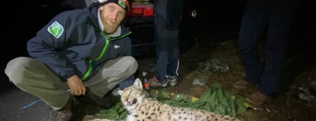 Odlična suradnja Parka prirode Velebit i LIFE Lynx projekta dobila je novu dimenziju!