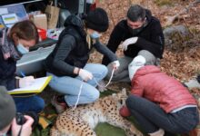 Na Velebitu uhvaćen i obilježen ris Pandora