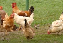 Produljen rok za podnošenja zahtjeva za potpore u uzgoju ovaca, koza i peradi