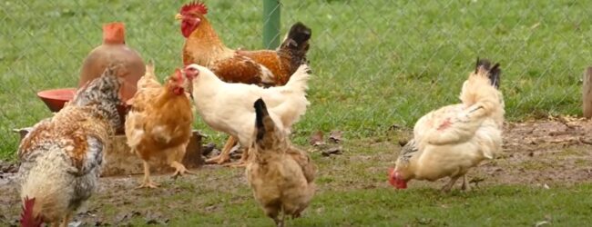 Produljen rok za podnošenja zahtjeva za potpore u uzgoju ovaca, koza i peradi