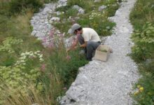 Volonterski program Njegovatelj planinskih biljaka se vraća u Nacionalni park Sjeverni Velebit!