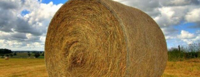 Dvojac sumnjičen za krađu bala sijena, a jedan od njih i za prijevaru