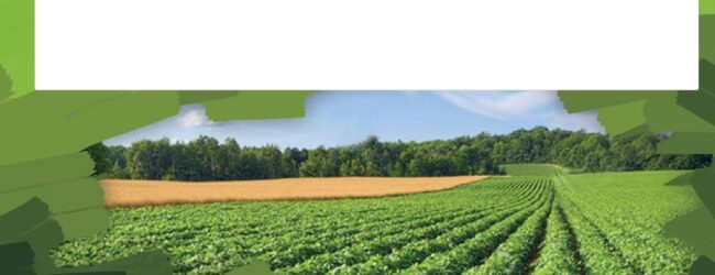 Odgođena manifestacija Dani sira i ličkog krumpira