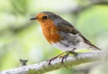 Osumnjičen za hvatanje i držanje strogo zaštićenih ptica