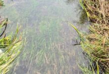 Radna akcija HŠRU Pastrva Ličko Lešće