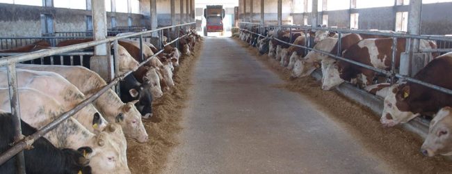 Potpore za zbrinjavanje nusproizvoda životinjskog podrijetla