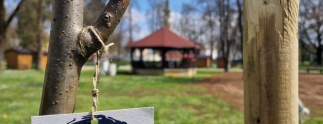 TZG Otočca sadnjom novih stabala sudjeluje u projektu Hrvatska prirodno tvoja