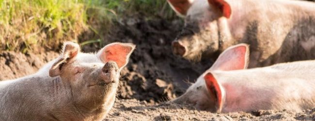 Započela isplata pomoći poljoprivrednicima za ublažavanje posljedica afričke svinjske kuge