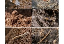 O fauni Lukine jame čitajte u posebnom izdanju časopisa  Diversity – Hotspots of Subterranean Biodiversity II