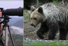 U Book caffeu Paradiso Otočac predstaviti će se nova knjiga Krunoslava Raca: “Tragom medvjeda”