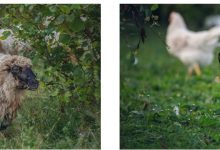 Potpore za unaprjeđenje uzgoja pasmina peradi, ovaca i koza