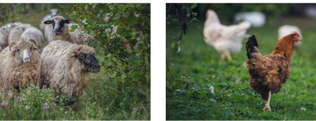 Potpore za unaprjeđenje uzgoja pasmina peradi, ovaca i koza