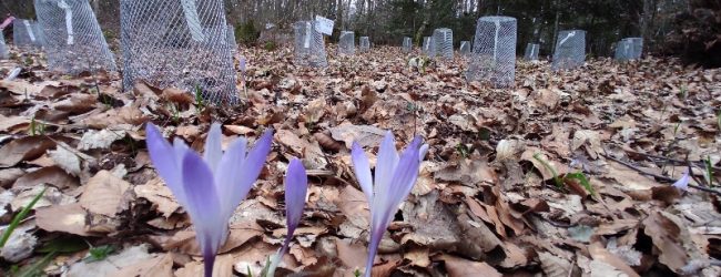Srednja škola Otočac uključena u znanstveni projekt švicarskog instituta WSL